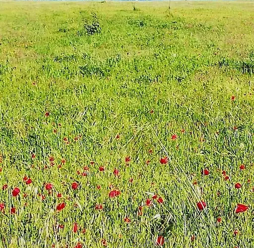 Apartamento Panoramico, In Villa, Grande, Con Ampie Terrazze Caulonia Marina